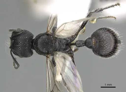 Pogonomyrmex sanmartini specimen CASENT0922477 image casent0922477_1