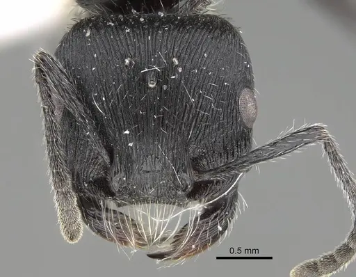 Pogonomyrmex sanmartini specimen CASENT0922477 image casent0922477_2