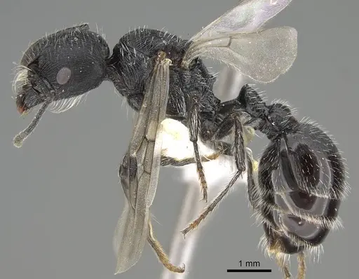 Pogonomyrmex sanmartini specimen CASENT0922477 image casent0922477_3