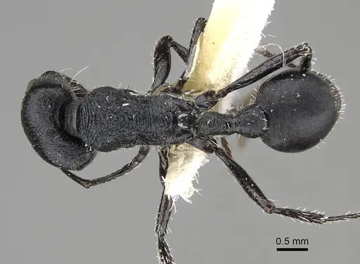 Pogonomyrmex sanmartini specimen CASENT0922478 image casent0922478_1