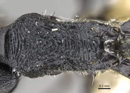 Pogonomyrmex sanmartini specimen CASENT0922478 image casent0922478_2