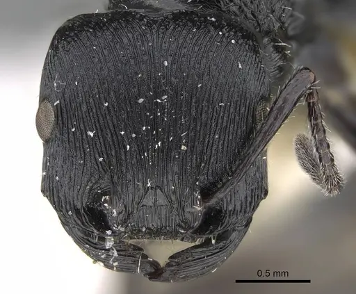 Pogonomyrmex sanmartini specimen CASENT0922478 image casent0922478_3