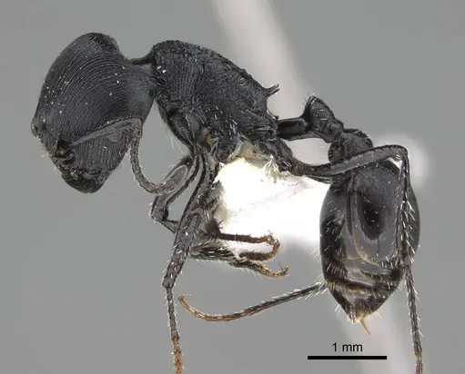 Pogonomyrmex sanmartini specimen CASENT0922478 image casent0922478_4