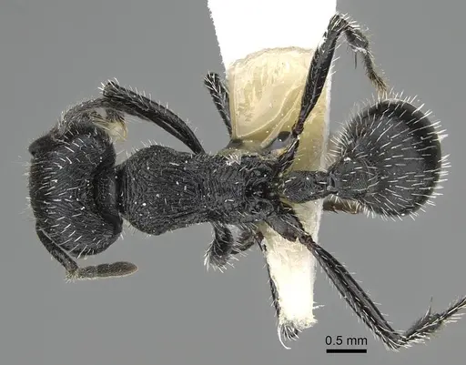 Pogonomyrmex sanmartini specimen CASENT0922479 image casent0922479_1