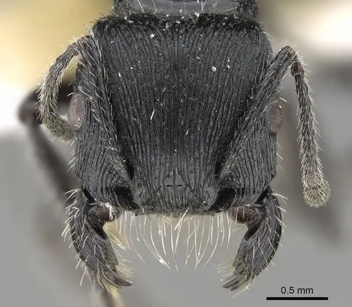 Pogonomyrmex sanmartini specimen CASENT0922479 image casent0922479_3