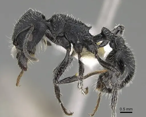 Pogonomyrmex sanmartini specimen CASENT0922479 image casent0922479_4