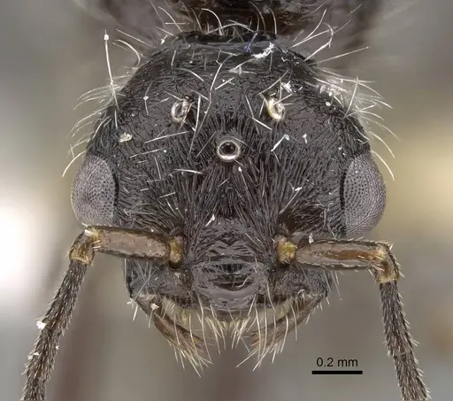 Pogonomyrmex sanmartini specimen CASENT0922480 image casent0922480_2