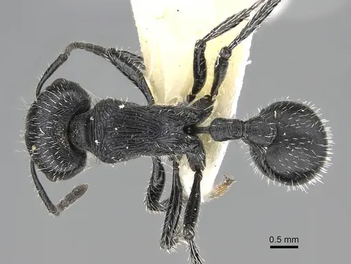 Pogonomyrmex sanmartini specimen CASENT0922481 image casent0922481_1