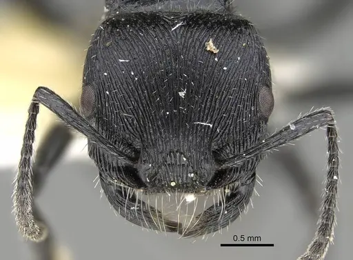 Pogonomyrmex sanmartini specimen CASENT0922481 image casent0922481_3
