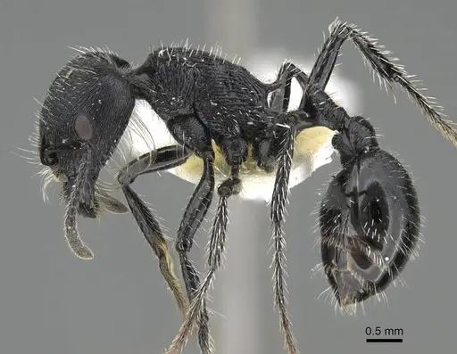 Pogonomyrmex sanmartini specimen CASENT0922481 image casent0922481_4