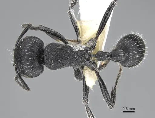 Pogonomyrmex sanmartini specimen CASENT0922564 image casent0922564_1
