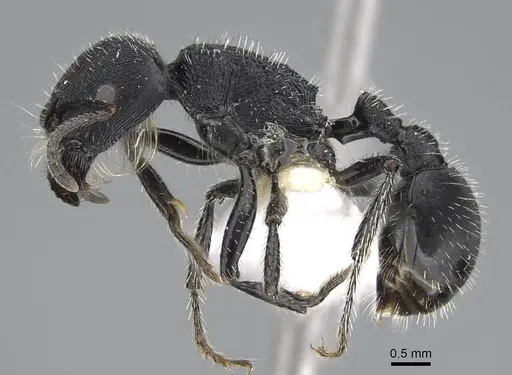 Pogonomyrmex sanmartini specimen CASENT0922564 image casent0922564_4