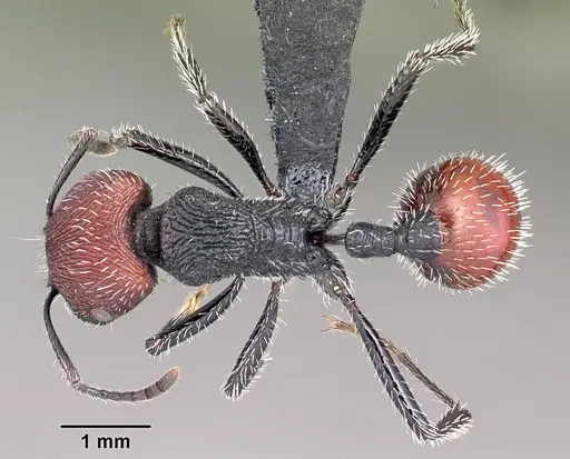 Pogonomyrmex santschii specimen CASENT0102691 image casent0102691_1