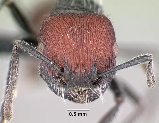 Pogonomyrmex santschii specimen CASENT0102691 image casent0102691_2
