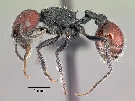 Pogonomyrmex santschii specimen CASENT0102691 image casent0102691_3