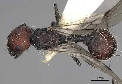 Pogonomyrmex santschii specimen CASENT0281098 image casent0281098_1
