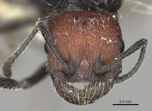 Pogonomyrmex santschii specimen CASENT0281098 image casent0281098_2