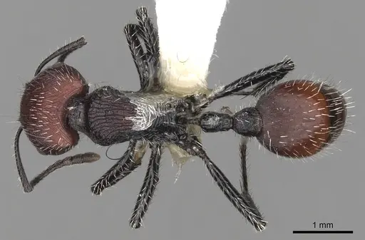 Pogonomyrmex santschii specimen CASENT0281099 image casent0281099_1