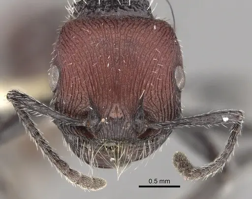 Pogonomyrmex santschii specimen CASENT0281099 image casent0281099_2