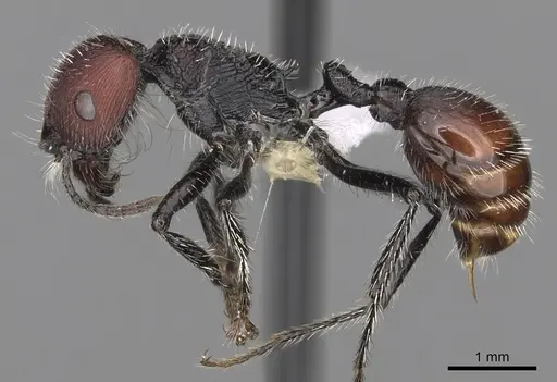 Pogonomyrmex santschii specimen CASENT0281099 image casent0281099_3