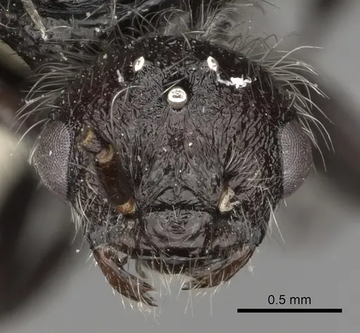 Pogonomyrmex santschii specimen CASENT0281106 image casent0281106_2