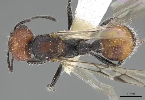 Pogonomyrmex santschii specimen CASENT0922093 image casent0922093_1