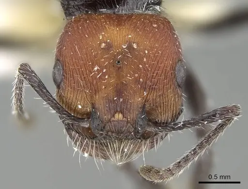 Pogonomyrmex santschii specimen CASENT0922093 image casent0922093_3