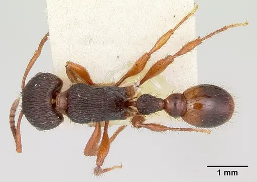 Pogonomyrmex saucius specimen CASENT0103398 image casent0103398_1