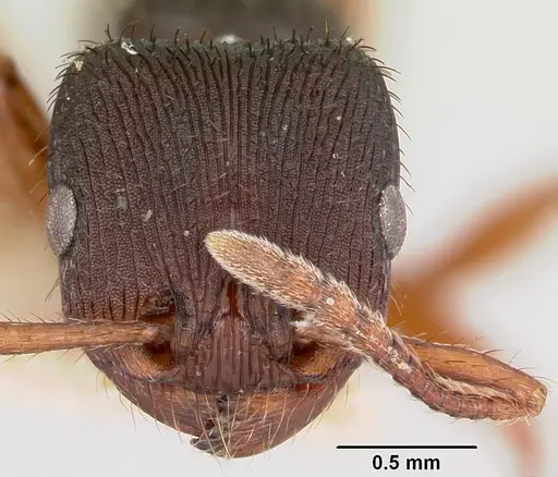 Pogonomyrmex saucius specimen CASENT0103398 image casent0103398_2
