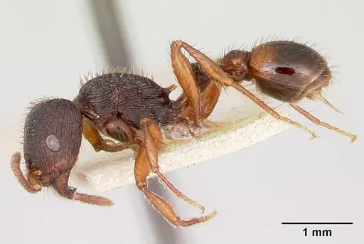 Pogonomyrmex saucius specimen CASENT0103398 image casent0103398_3