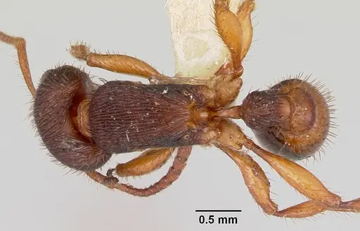 Pogonomyrmex saucius specimen CASENT0103399 image casent0103399_1