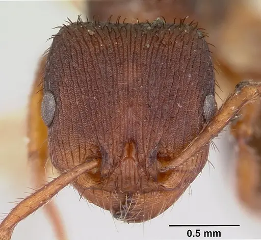 Pogonomyrmex saucius specimen CASENT0103399 image casent0103399_2