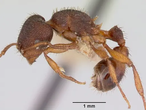 Pogonomyrmex saucius specimen CASENT0103399 image casent0103399_3