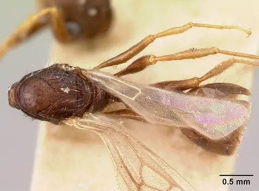 Pogonomyrmex saucius specimen CASENT0217245 image casent0217245_1