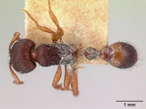 Pogonomyrmex saucius specimen LACMENT181990 image lacment181990_1