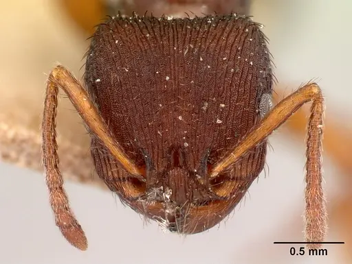 Pogonomyrmex saucius specimen LACMENT181990 image lacment181990_2