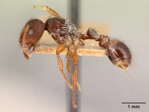 Pogonomyrmex saucius specimen LACMENT181990 image lacment181990_3