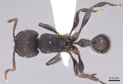 Pogonomyrmex saucius specimen MCZ-ENT00511548 image mcz-ent00511548_1