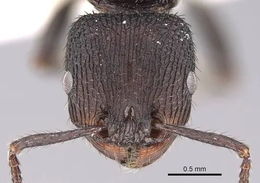 Pogonomyrmex saucius specimen MCZ-ENT00511548 image mcz-ent00511548_2