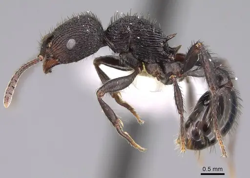 Pogonomyrmex saucius specimen MCZ-ENT00511548 image mcz-ent00511548_3
