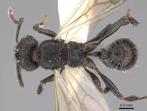 Pogonomyrmex saucius specimen MCZ-ENT00511553 image mcz-ent00511553_1