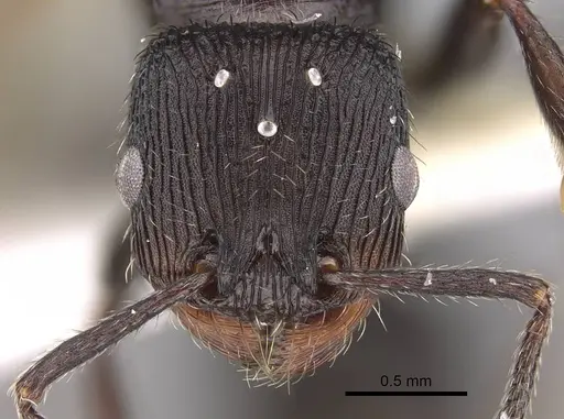 Pogonomyrmex saucius specimen MCZ-ENT00511553 image mcz-ent00511553_2