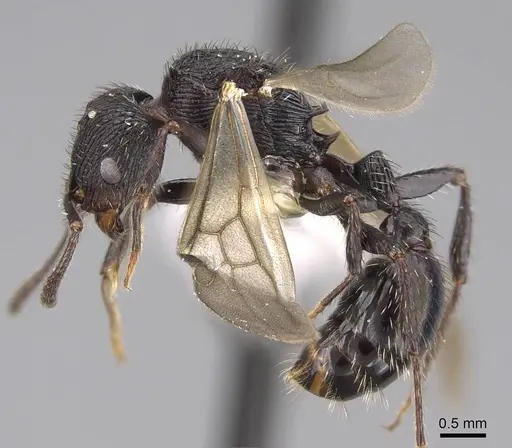 Pogonomyrmex saucius specimen MCZ-ENT00511553 image mcz-ent00511553_3