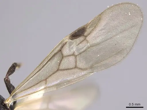 Pogonomyrmex saucius specimen MCZ-ENT00511553 image mcz-ent00511553_4