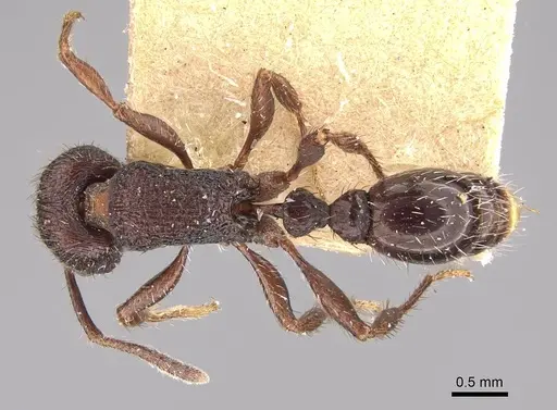 Pogonomyrmex schmitti specimen ANTWEB1008774 image antweb1008774_1