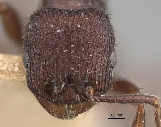 Pogonomyrmex schmitti specimen ANTWEB1008774 image antweb1008774_2
