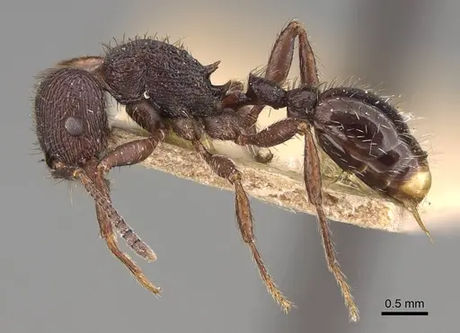 Pogonomyrmex schmitti specimen ANTWEB1008774 image antweb1008774_3