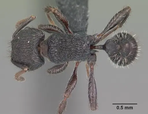Pogonomyrmex schmitti specimen CASENT0103066 image casent0103066_1