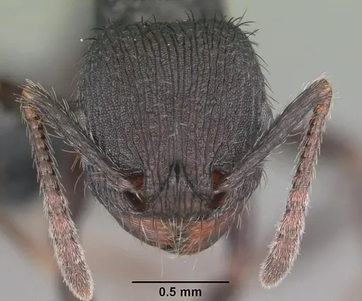 Pogonomyrmex schmitti specimen CASENT0103066 image casent0103066_2