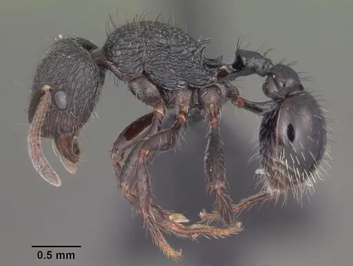 Pogonomyrmex schmitti specimen CASENT0103066 image casent0103066_3